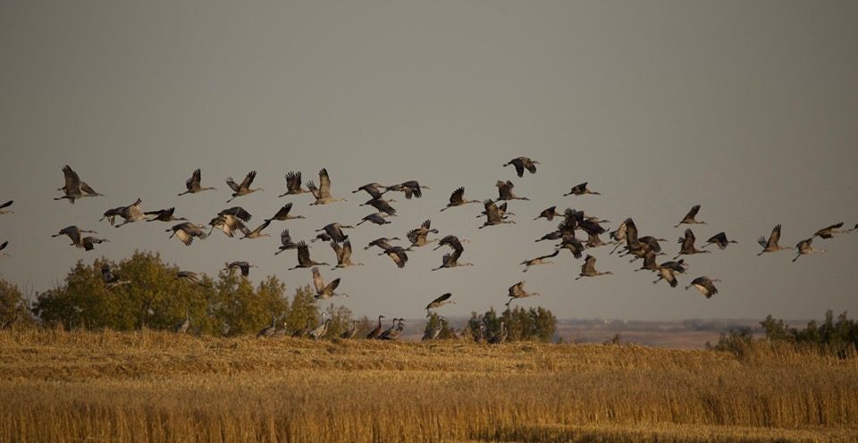 A large flock of birds, possibly ducks, are flying over a field.