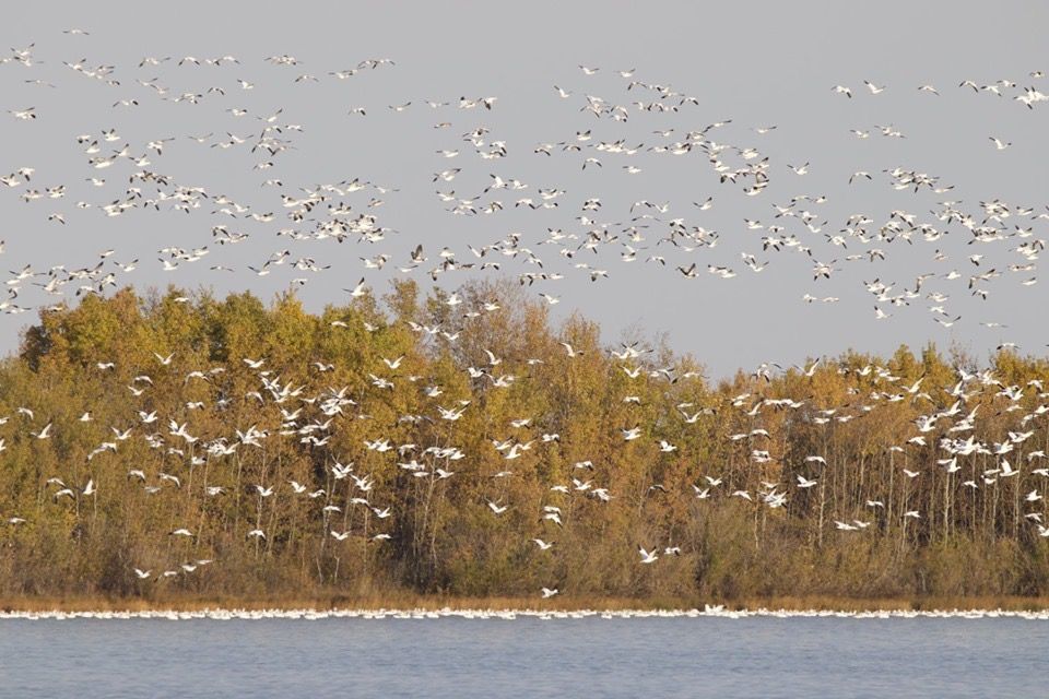 A large flock of birds white birds, possibly seagulls, are flying over a body of water and dense forest, viewed from the side so the forest is on the bank of the river.