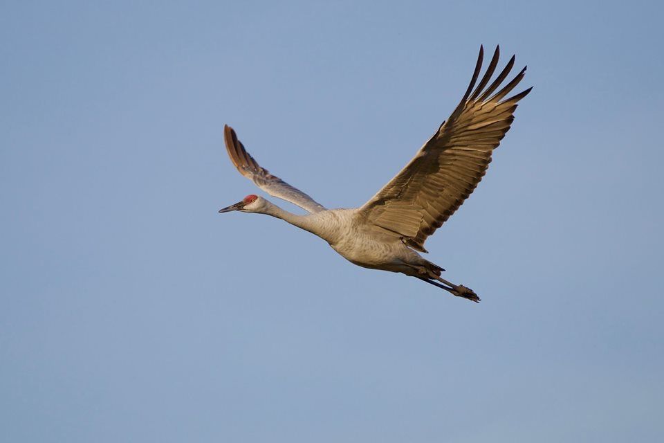 A bird, possibly a geese, is flying in the sky with its wings spread wide.