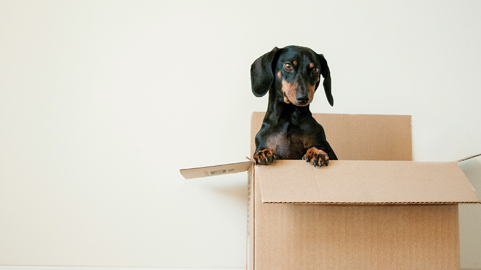 A dachshund puppy is sitting in a cardboard box.