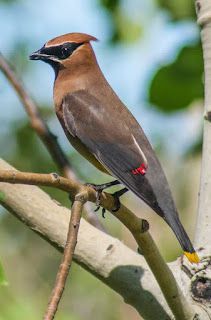A small bird perched on a tree branch.