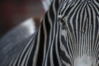 A close up of a zebra 's face with a blurry background.