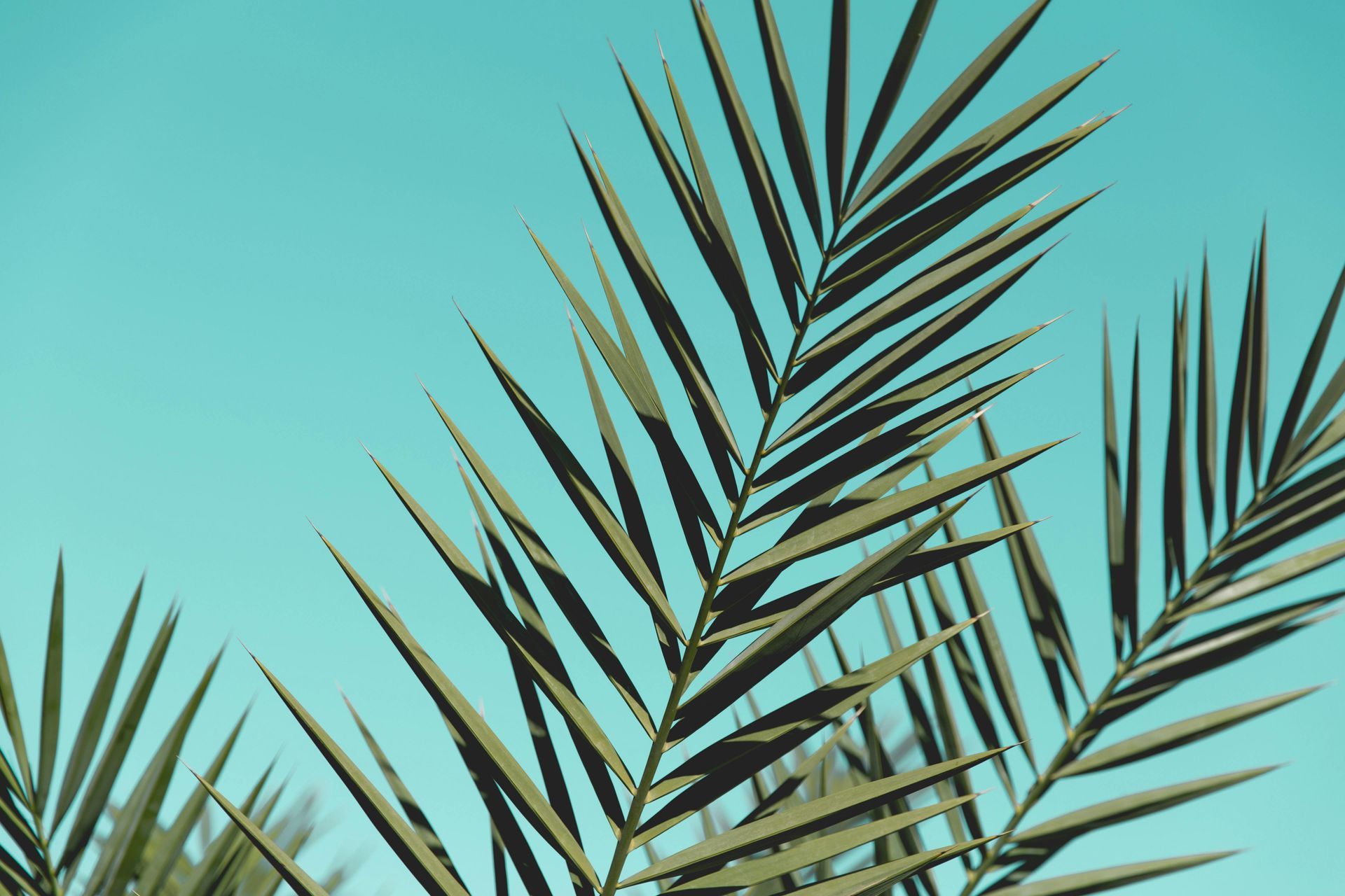A close up of a palm tree leaf against a blue sky.