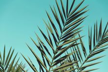 A close up of a palm tree leaf against a blue sky.