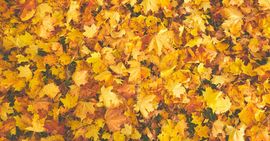 A pile of autumn leaves laying on the ground.