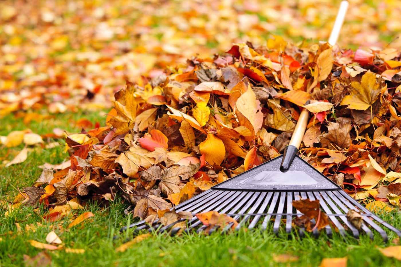 A rake is sitting on top of a pile of leaves.