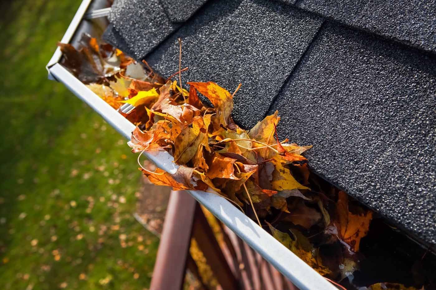 A gutter filled with leaves on a roof.