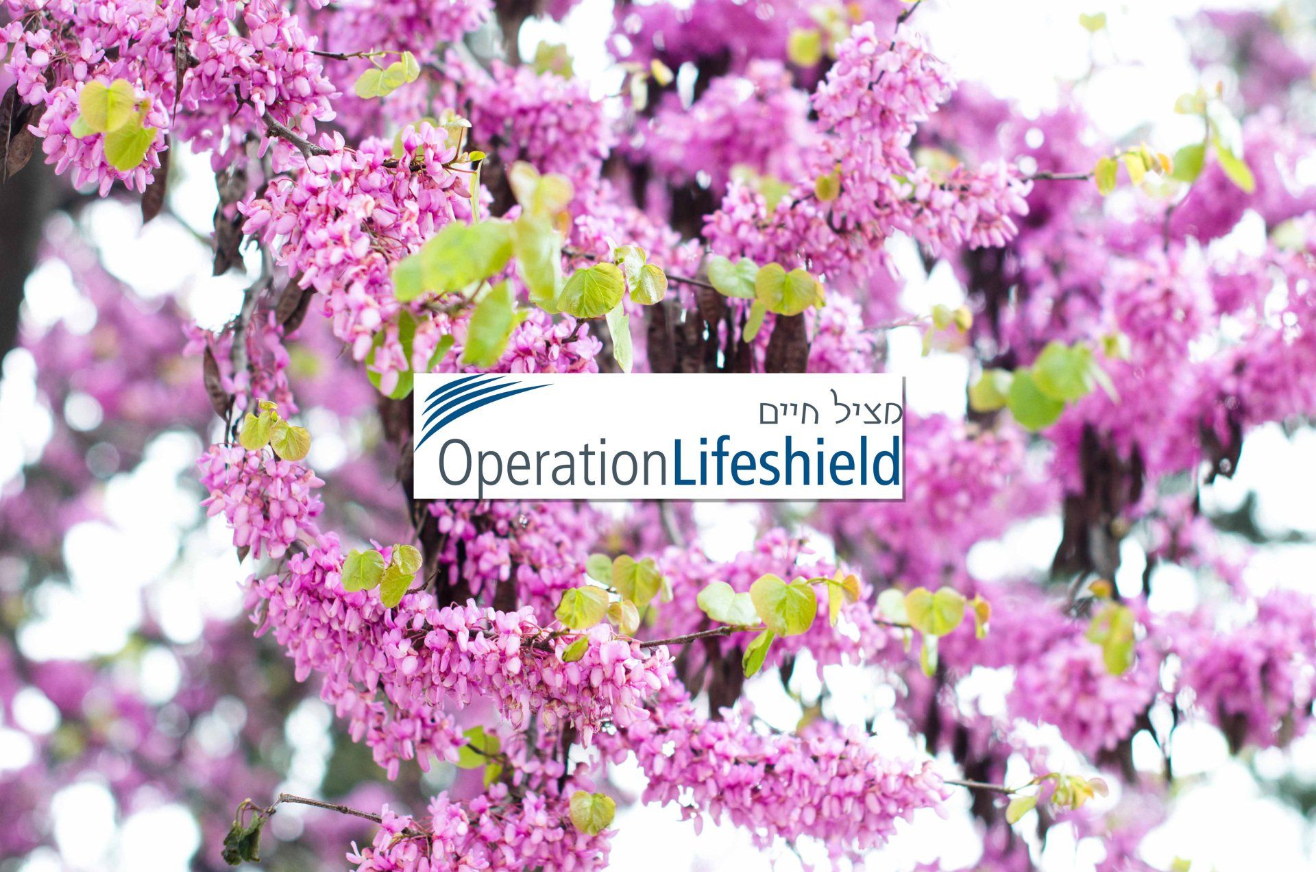 A close up of a tree with pink flowers and a logo for operation lifeshield.