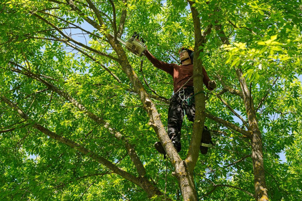 Arborist cutting tree branches