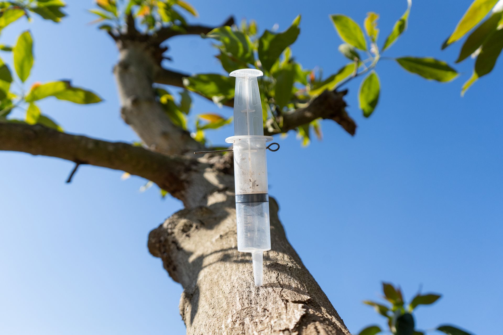 injecting treatment of a diseased tree
