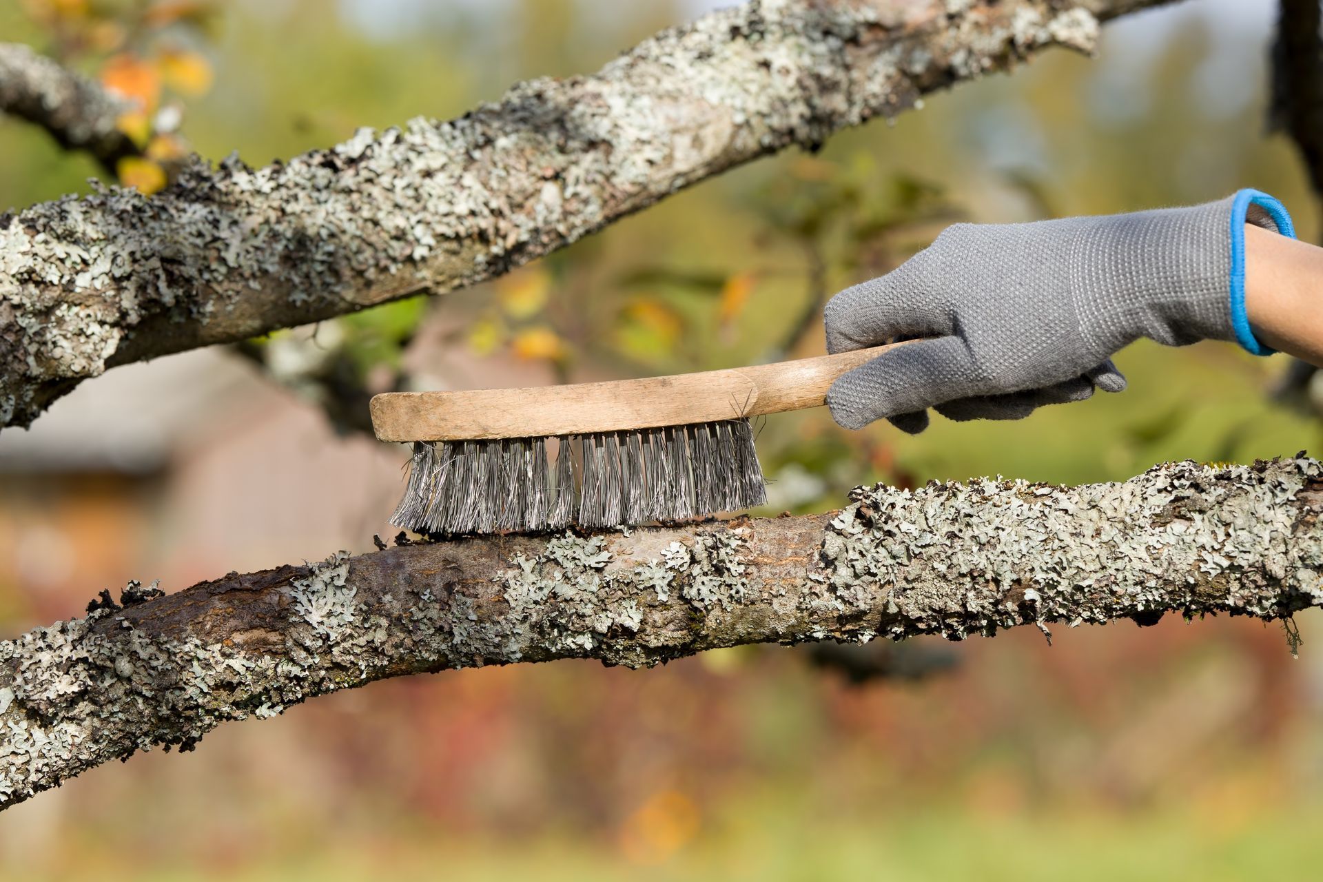 Young man hand in protective glove holding wire brush and brushing apple tree from dry lichen.