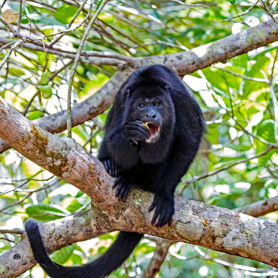 Howler monkey in a tree, Monkey river tour departing from Hopkins Village, Belize 