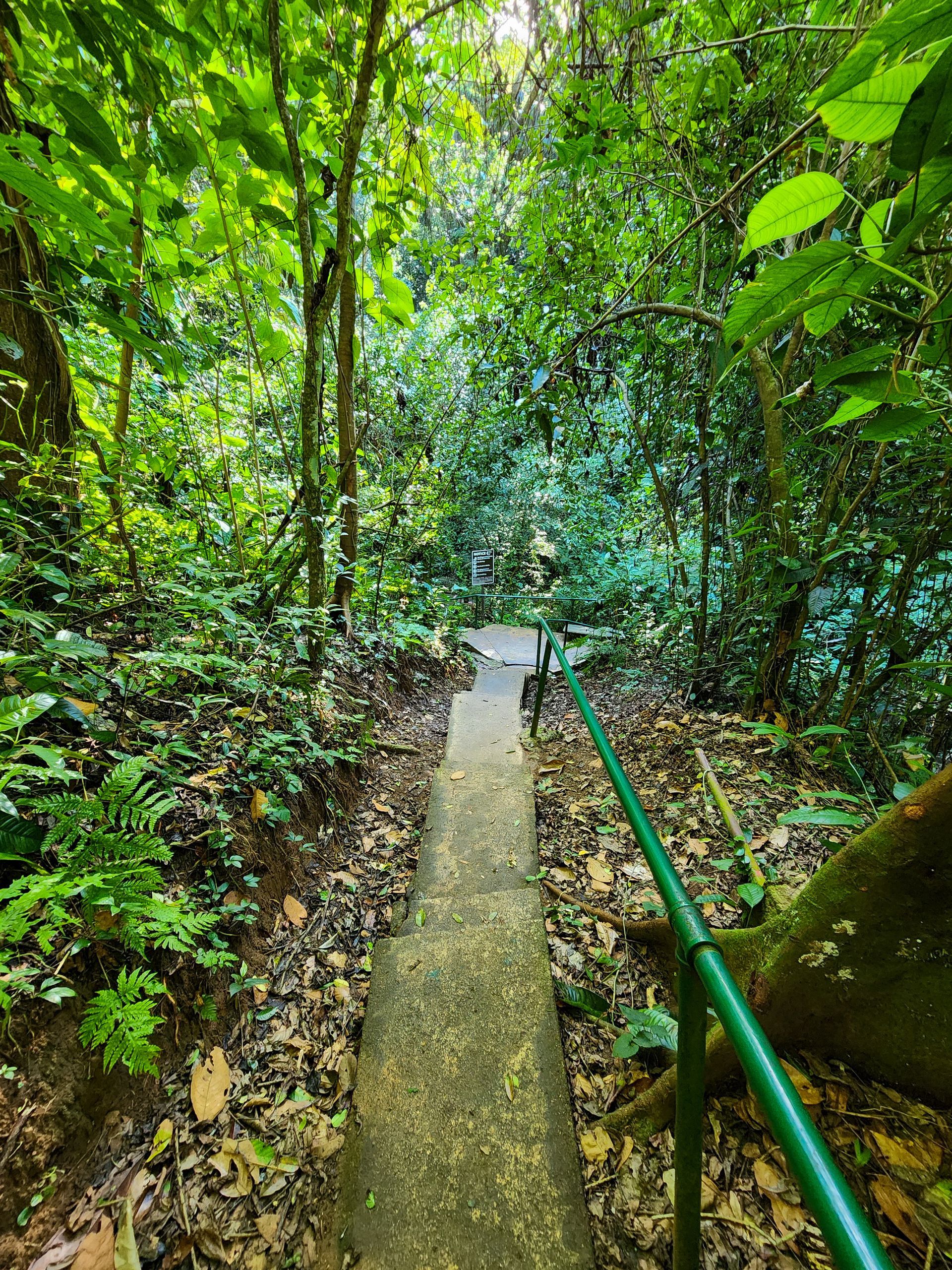 A path in the middle of a forest with a green railing, entrance to the Blue Hole National Park Belize