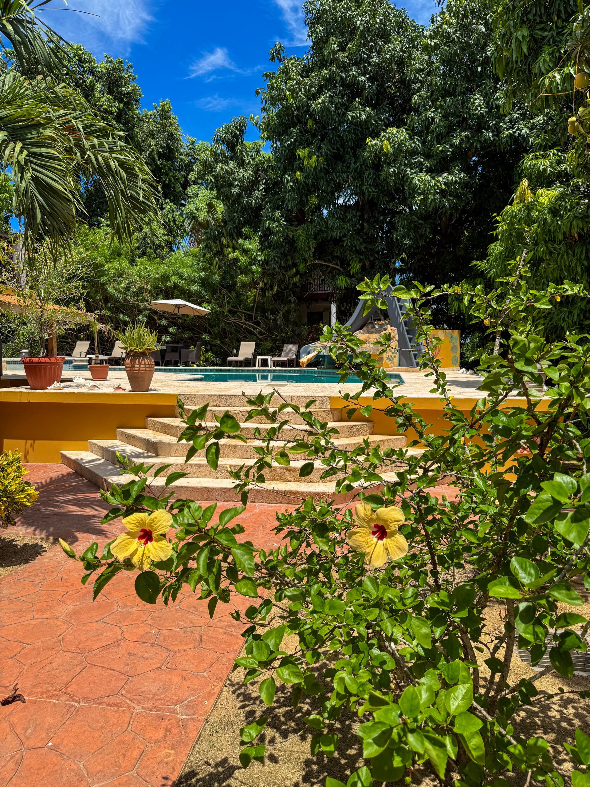 A swimming pool is behind a bush with yellow flowers.