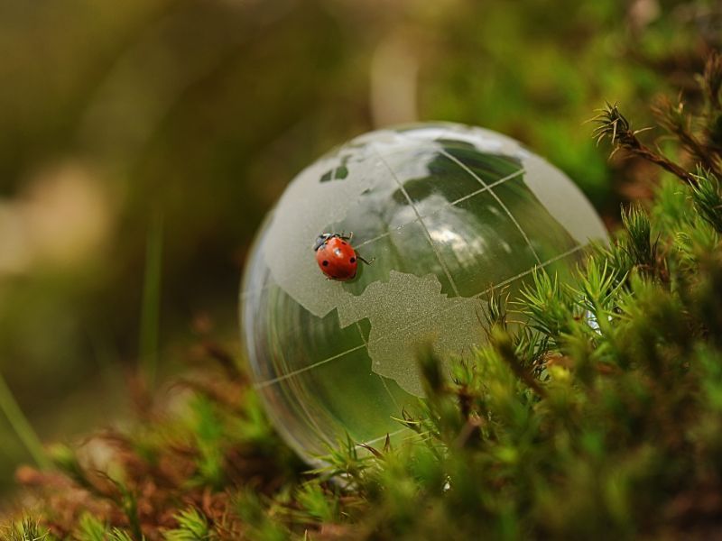 bug on globe environmental solutions