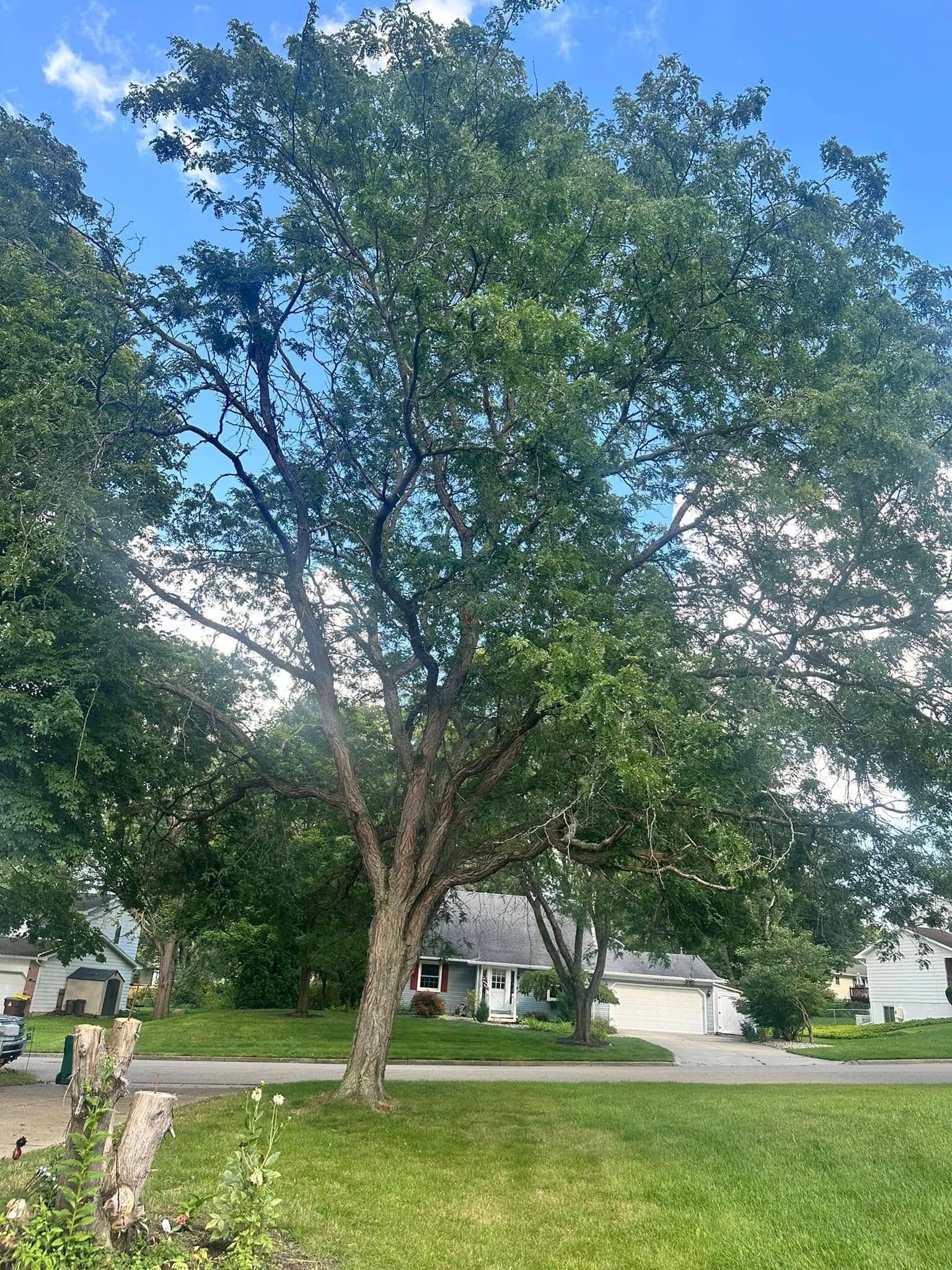 A large tree in the middle of a lush green field in front of a house.
