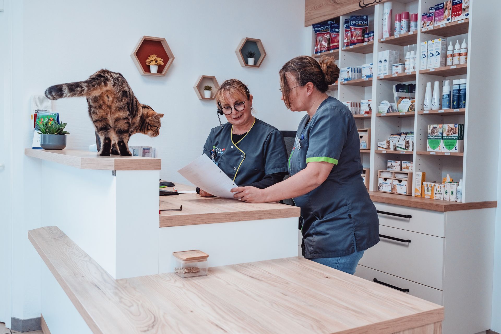Cabinet vétérinaire : chat sur le comptoir, deux vétérinaires examinant des dossiers, étagères remplies de fournitures.