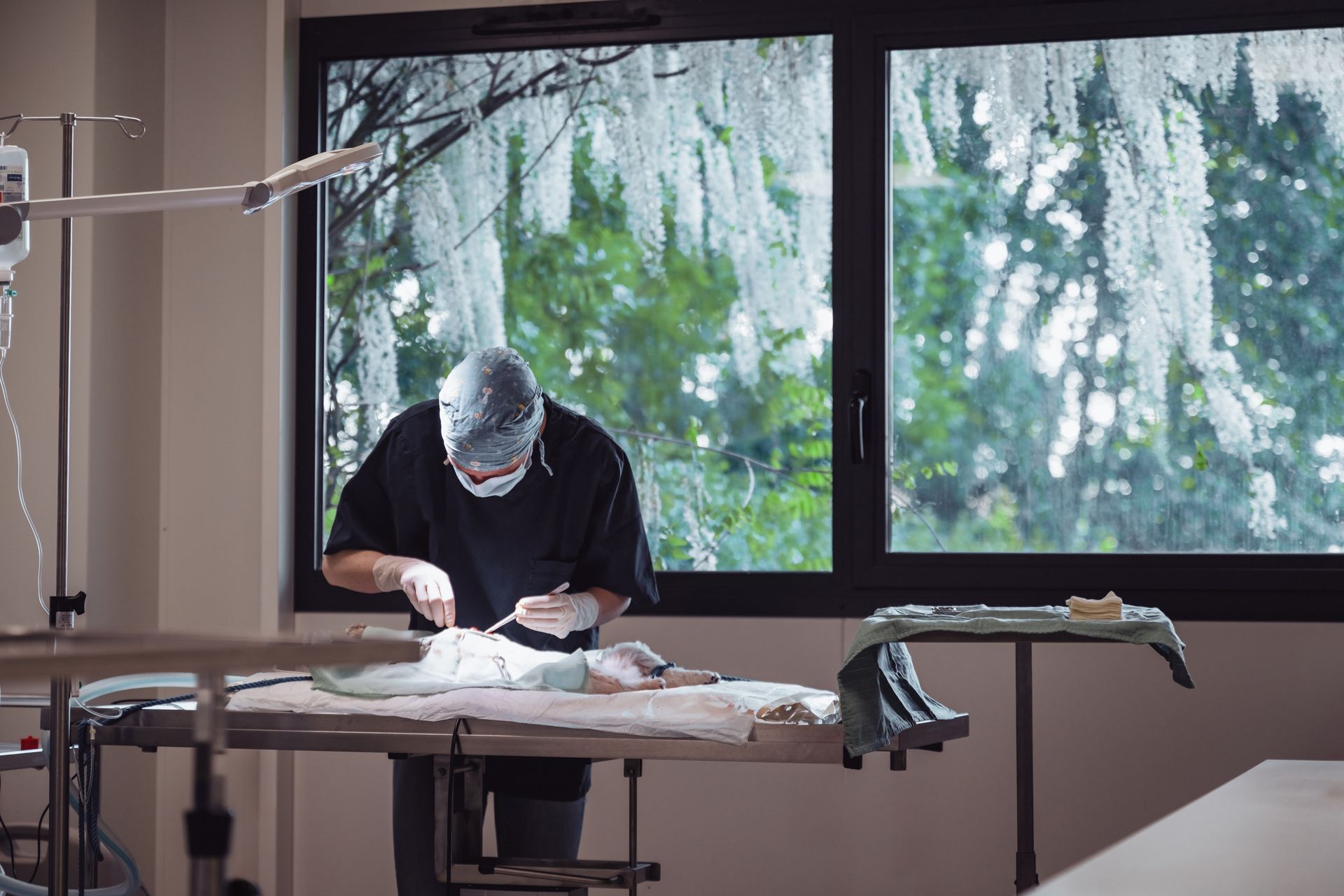 Un chirurgien vétérinaire opère un patient dans une salle stérile, avec une fenêtre donnant sur la végétation extérieure.