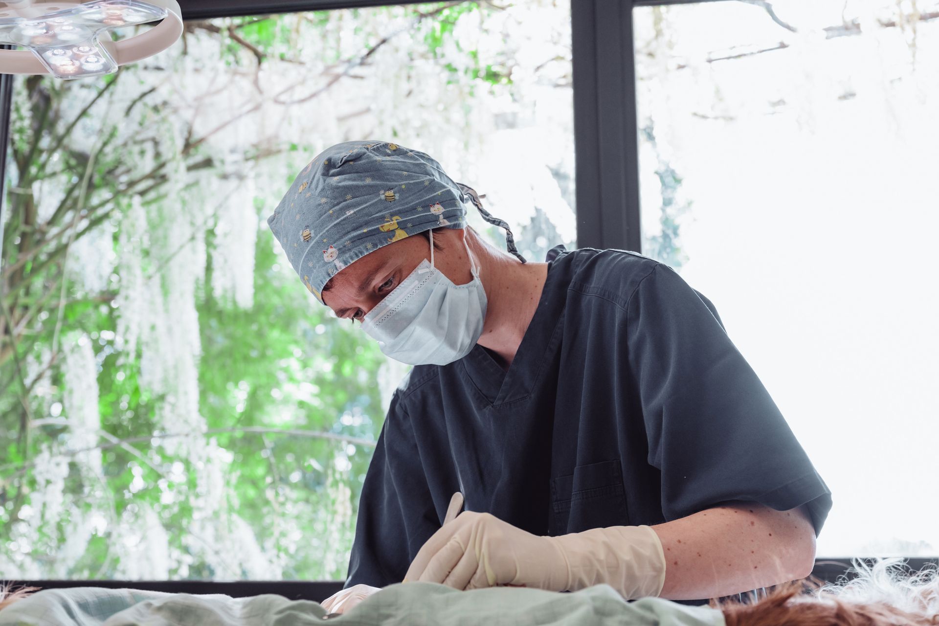 Chirurgien portant masque et charlotte opérant un animal ; salle d’opération avec vue sur la pièce.