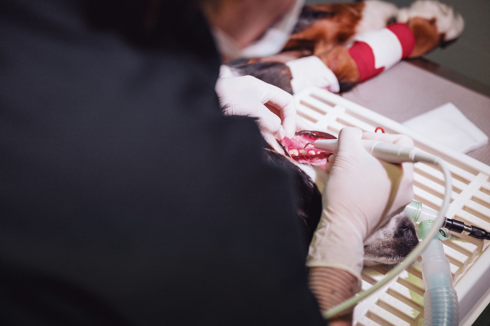 Un vétérinaire ganté nettoie les dents d'un chien. L'animal est allongé sur une table avec du matériel médical.