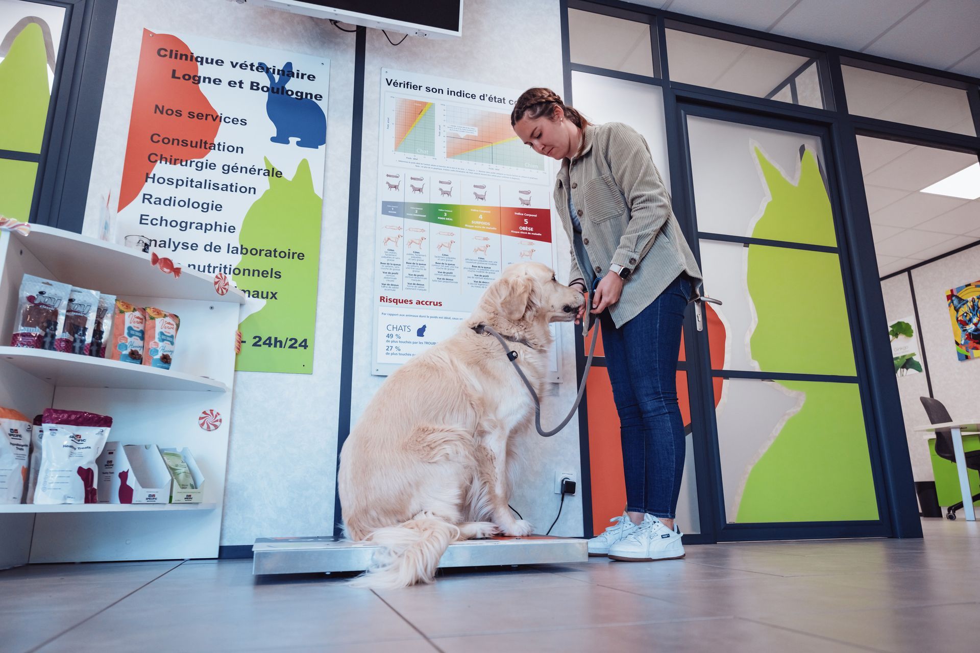 Dans une clinique vétérinaire, un vétérinaire pèse un golden retriever sur une balance.