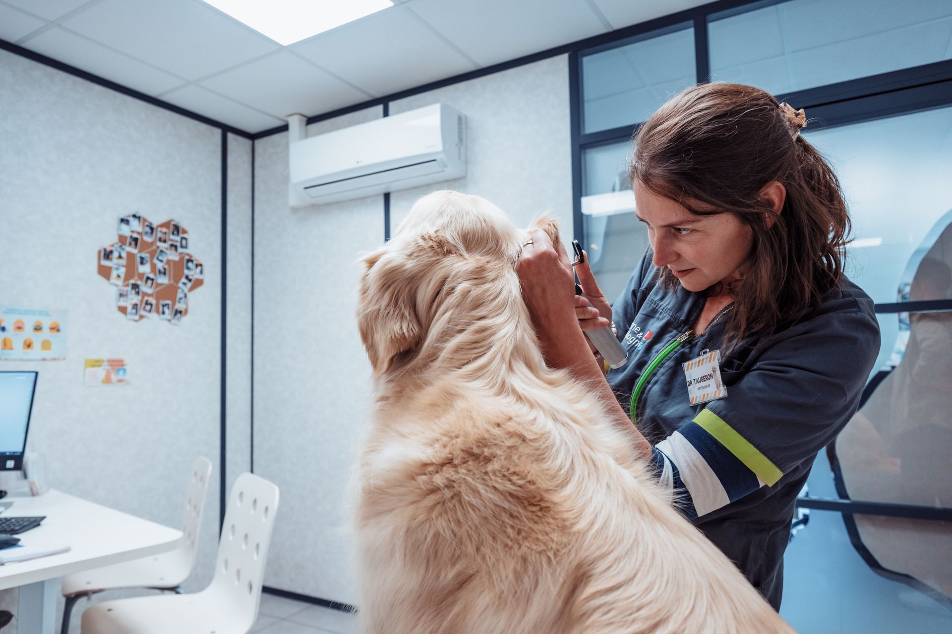 Un vétérinaire examine l'oreille d'un golden retriever dans une salle d'examen ; murs blancs, ordinateur et unité de climatisation sont visibles.