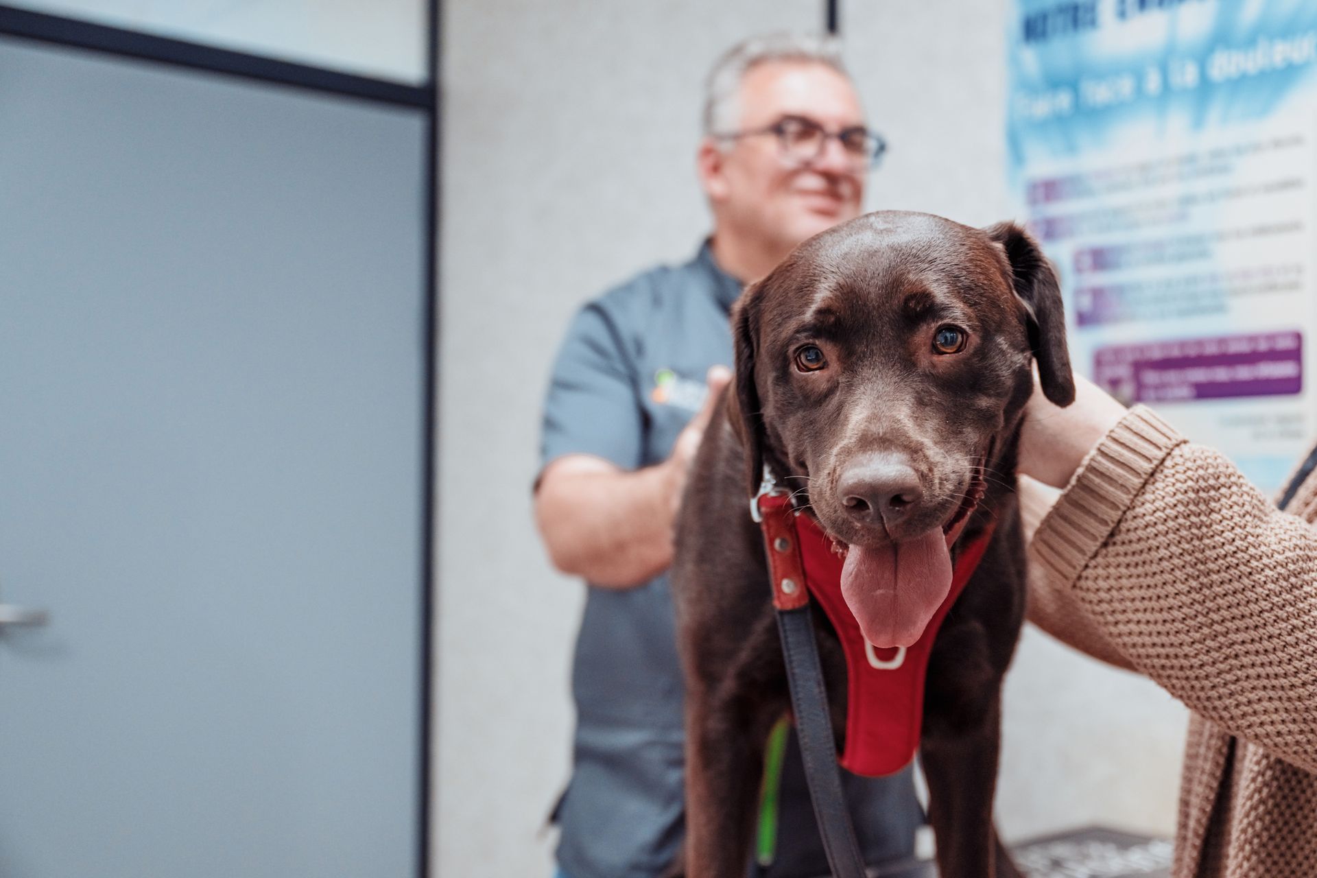 Un labrador brun se fait caresser chez le vétérinaire. Le chien, souriant, porte un harnais rouge ; le vétérinaire est visible en arrière-plan.