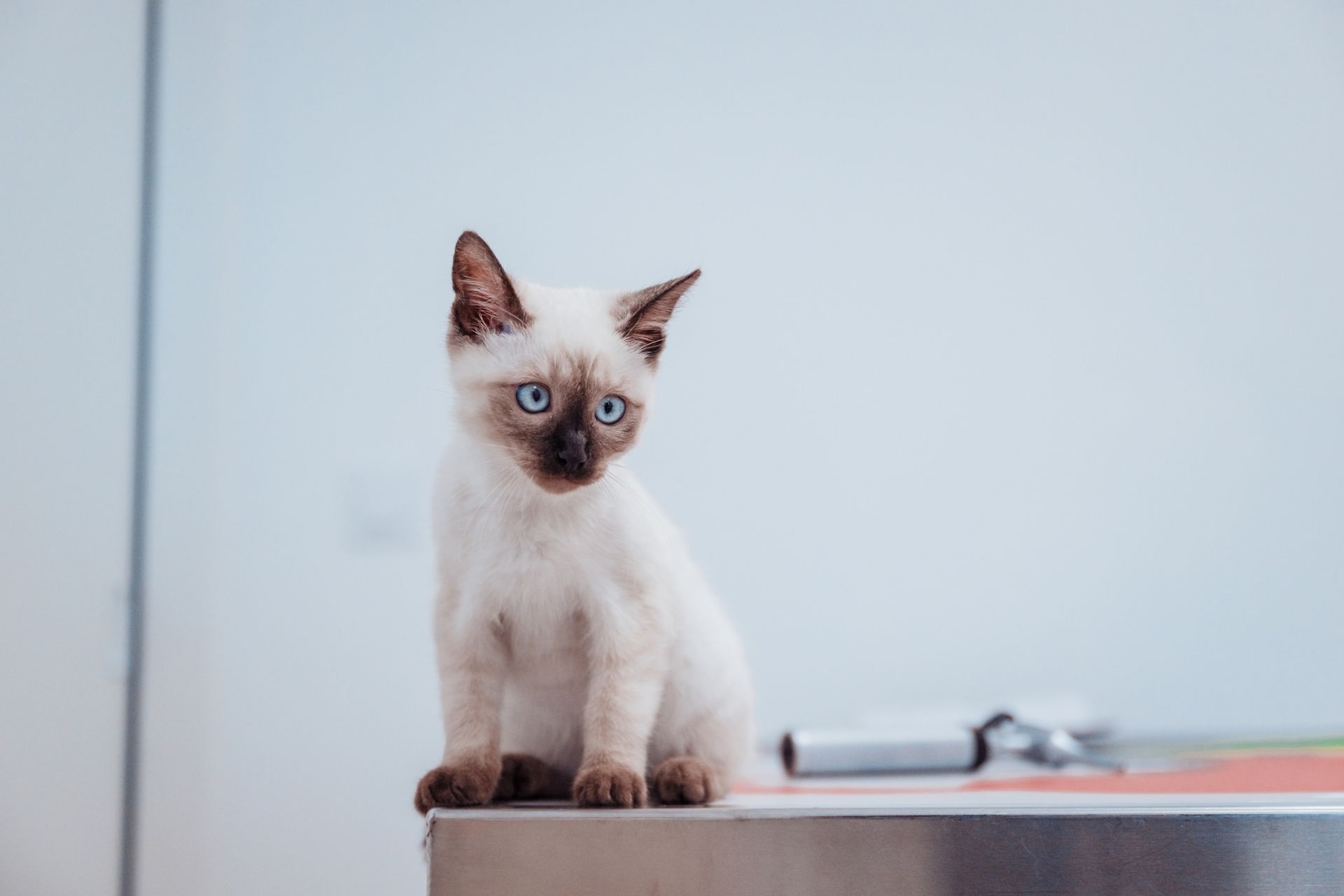 Chaton siamois aux yeux bleus assis sur une surface métallique, regardant sur le côté.