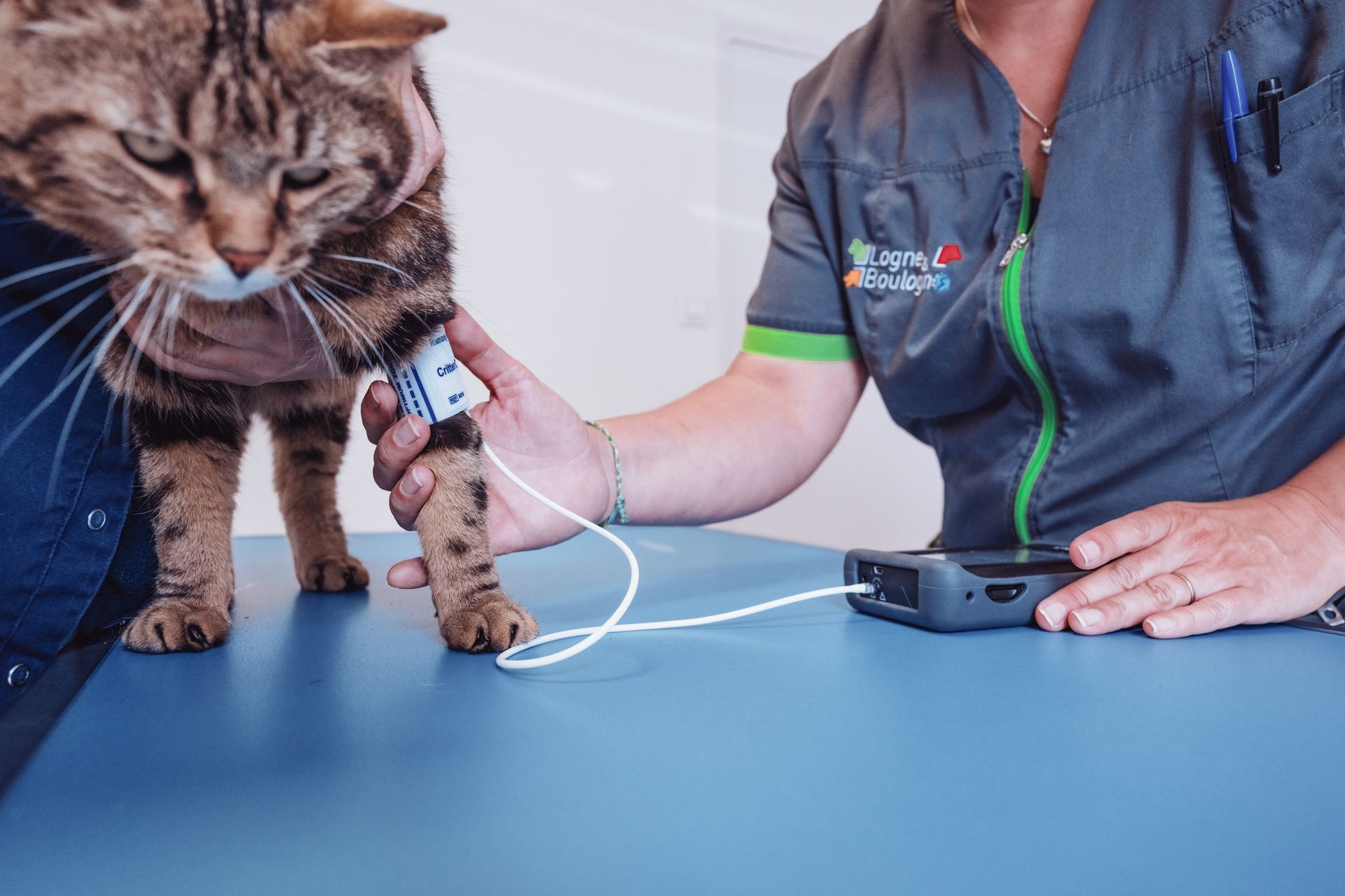 Un chat reçoit des soins chez le vétérinaire. Le vétérinaire fixe un dispositif à la patte du chat tout en le maintenant.