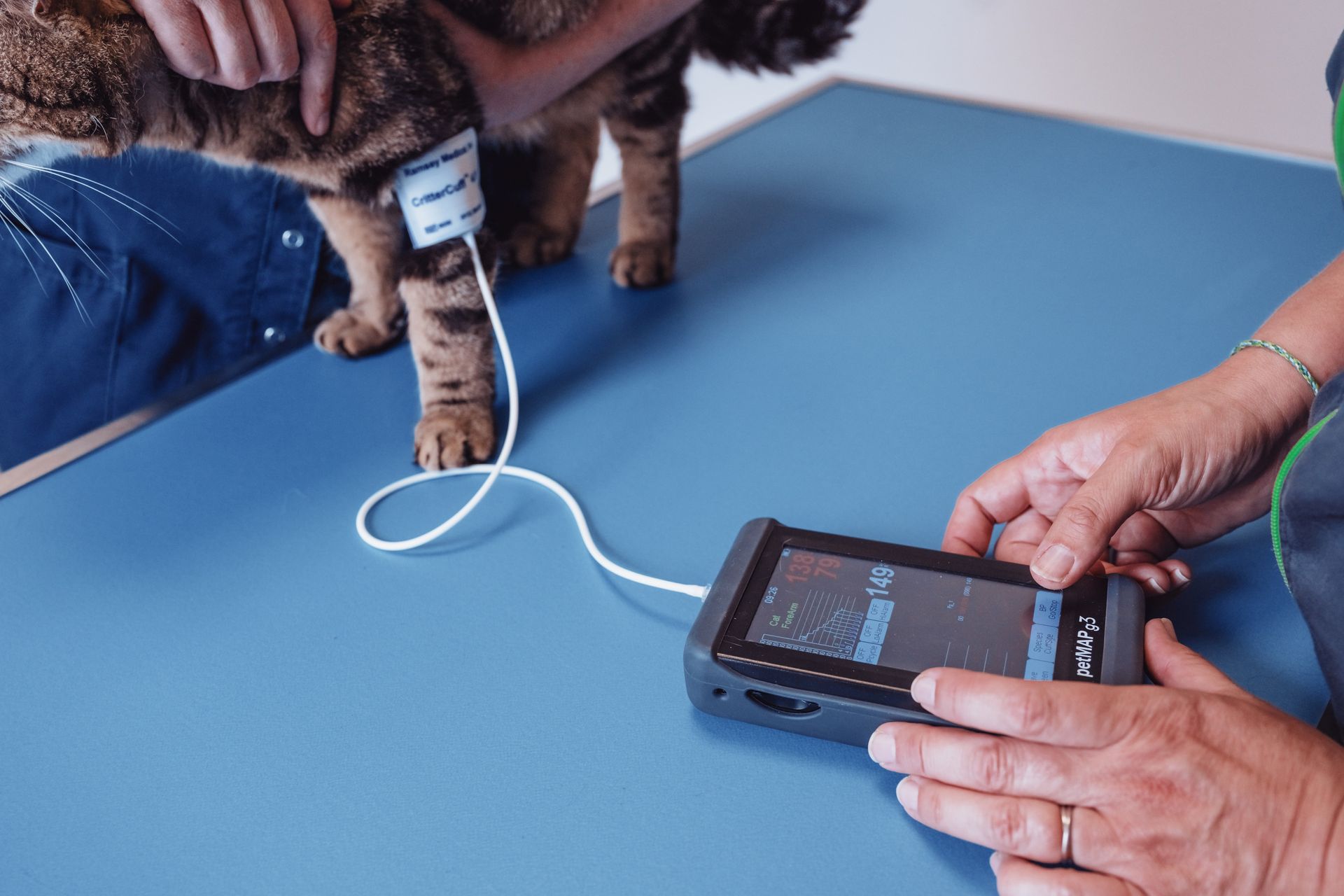 Un chat avec un dispositif médical fixé à sa patte, tenu par une personne tandis qu'une autre personne actionne le dispositif sur une table bleue.