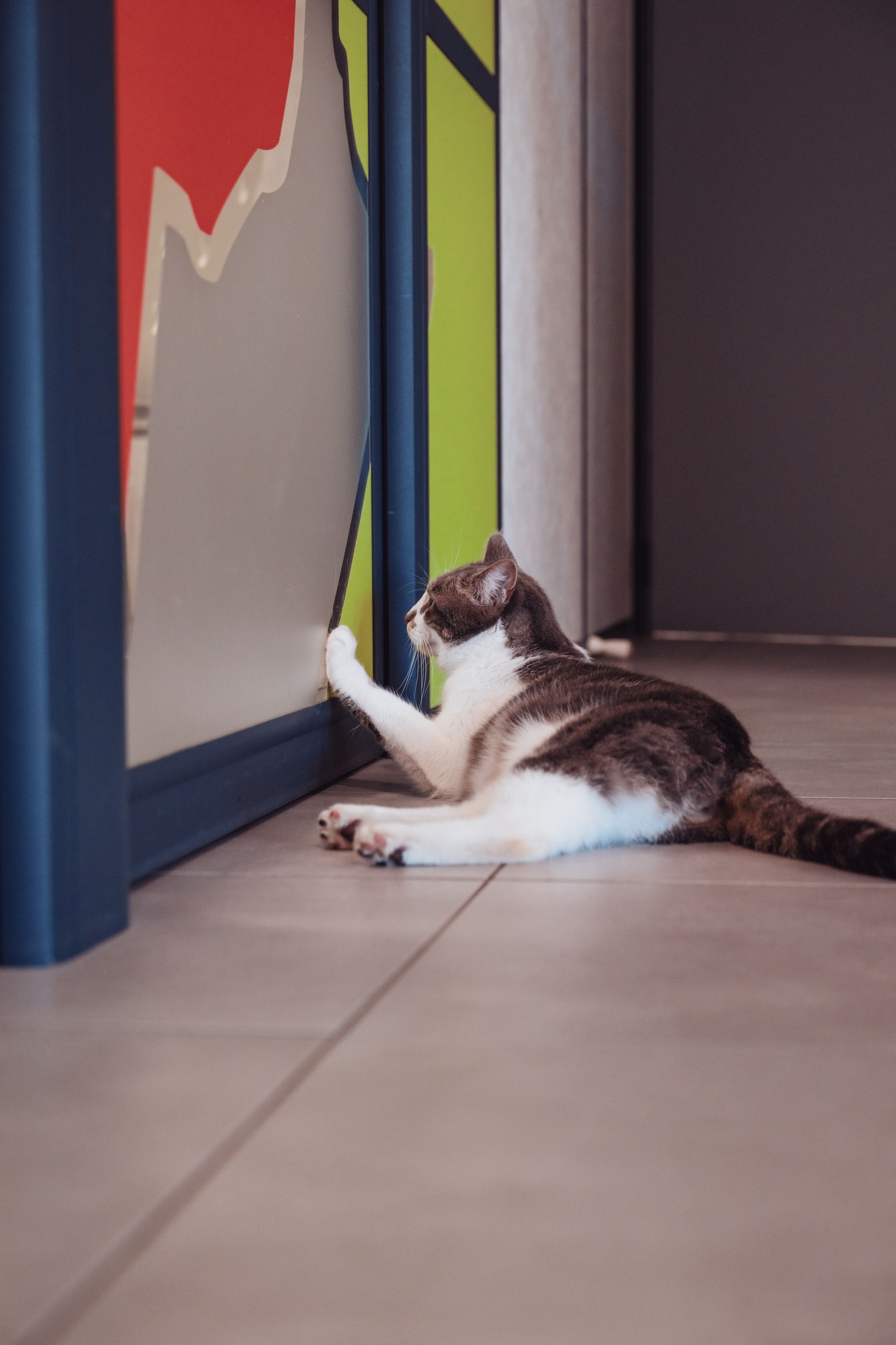Un chat griffe une porte colorée dans une pièce, allongé sur le sol.