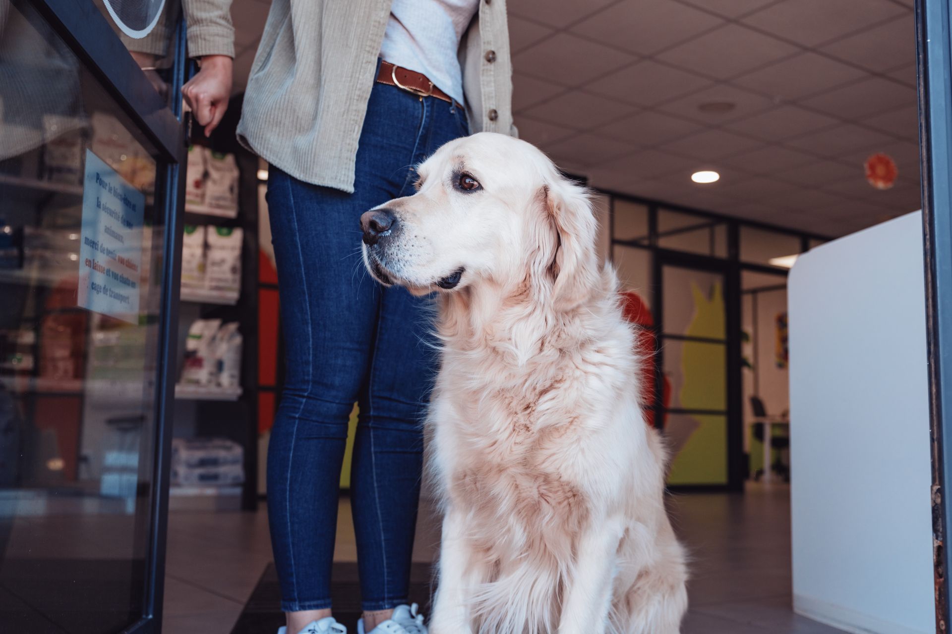 Un golden retriever est assis près d'une porte, avec une personne en jean et veste, probablement dans un cabinet vétérinaire.