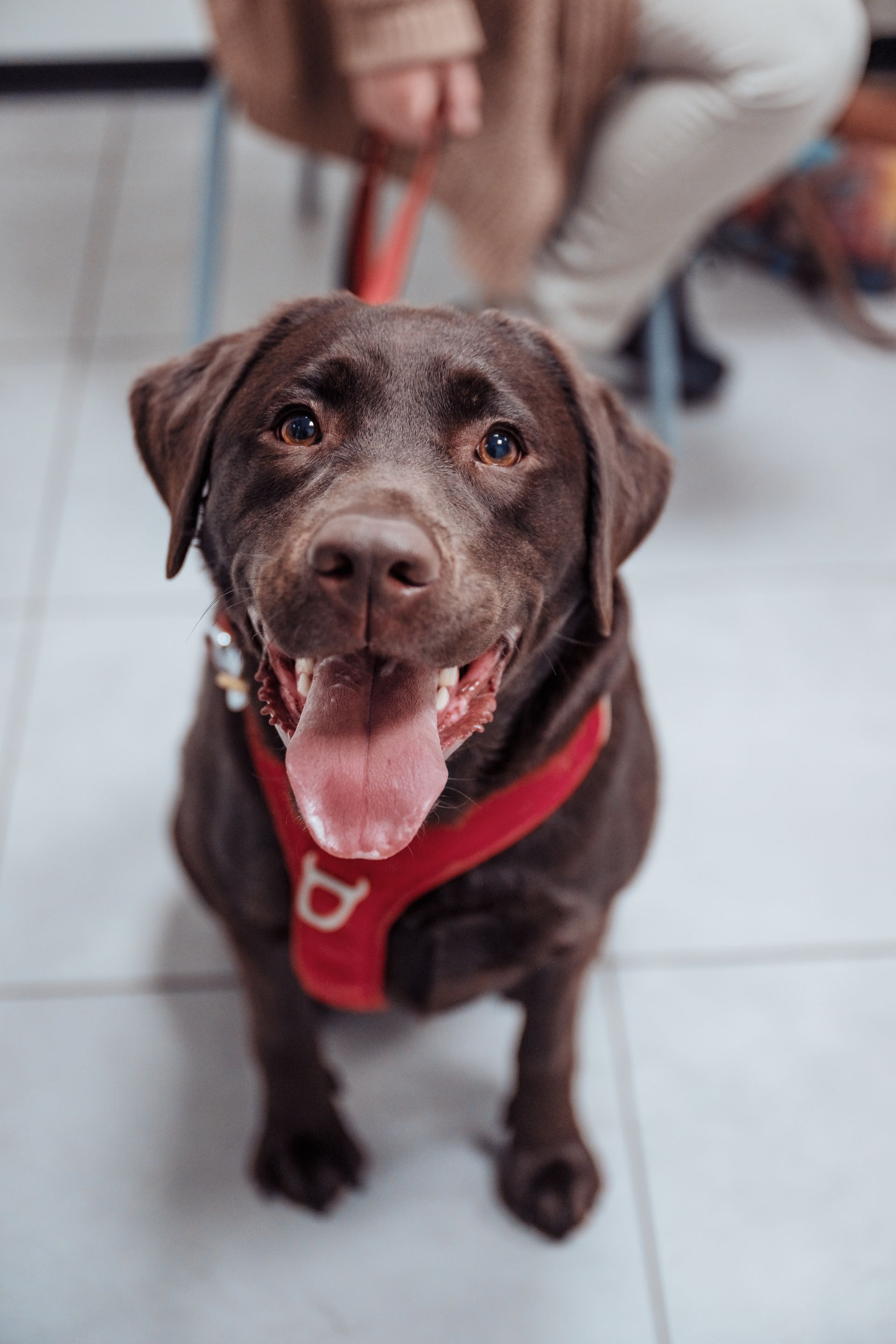 Un labrador chocolat avec un harnais rouge, haletant et regardant l'objectif.