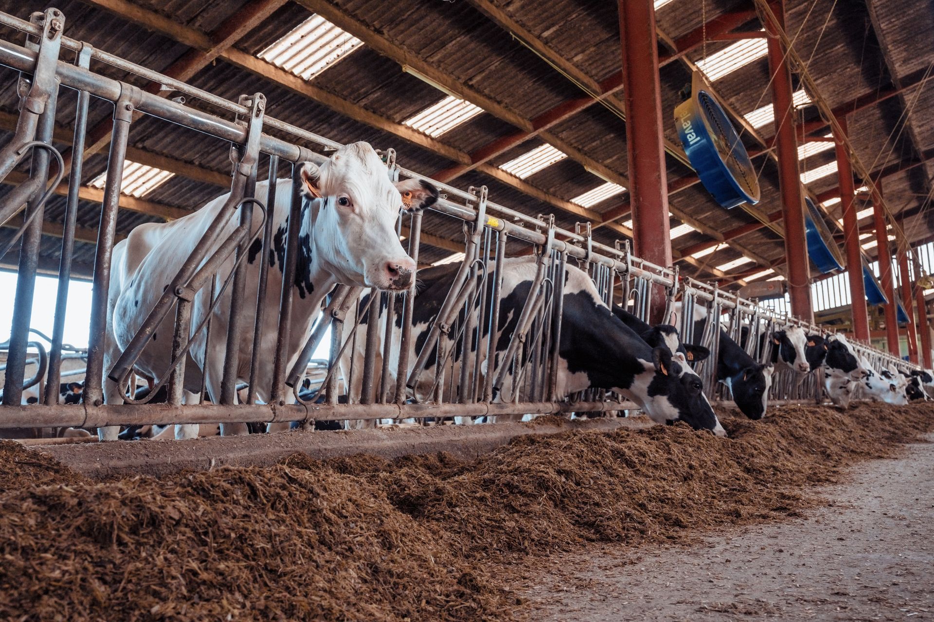Des vaches mangent dans une étable, avec une mangeoire devant elles. Les vaches sont pour la plupart noires et blanches.