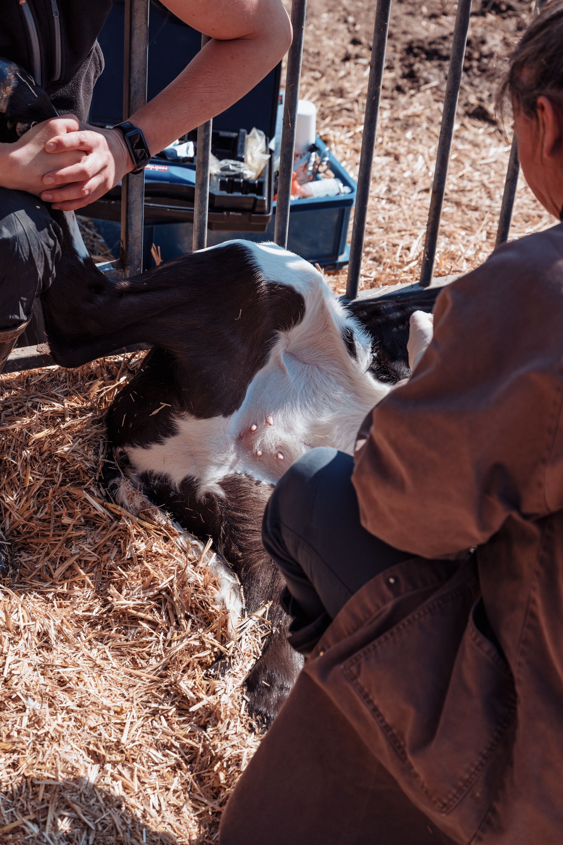 Une personne aide un veau noir et blanc couché dans du foin à l'intérieur d'un enclos. Une autre personne se tient à côté d'eux.