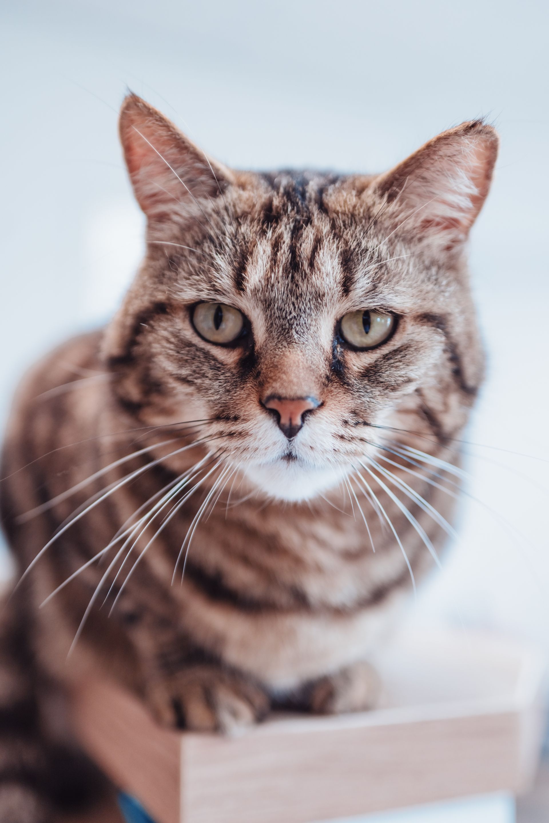 Chat tigré brun au regard fixe.