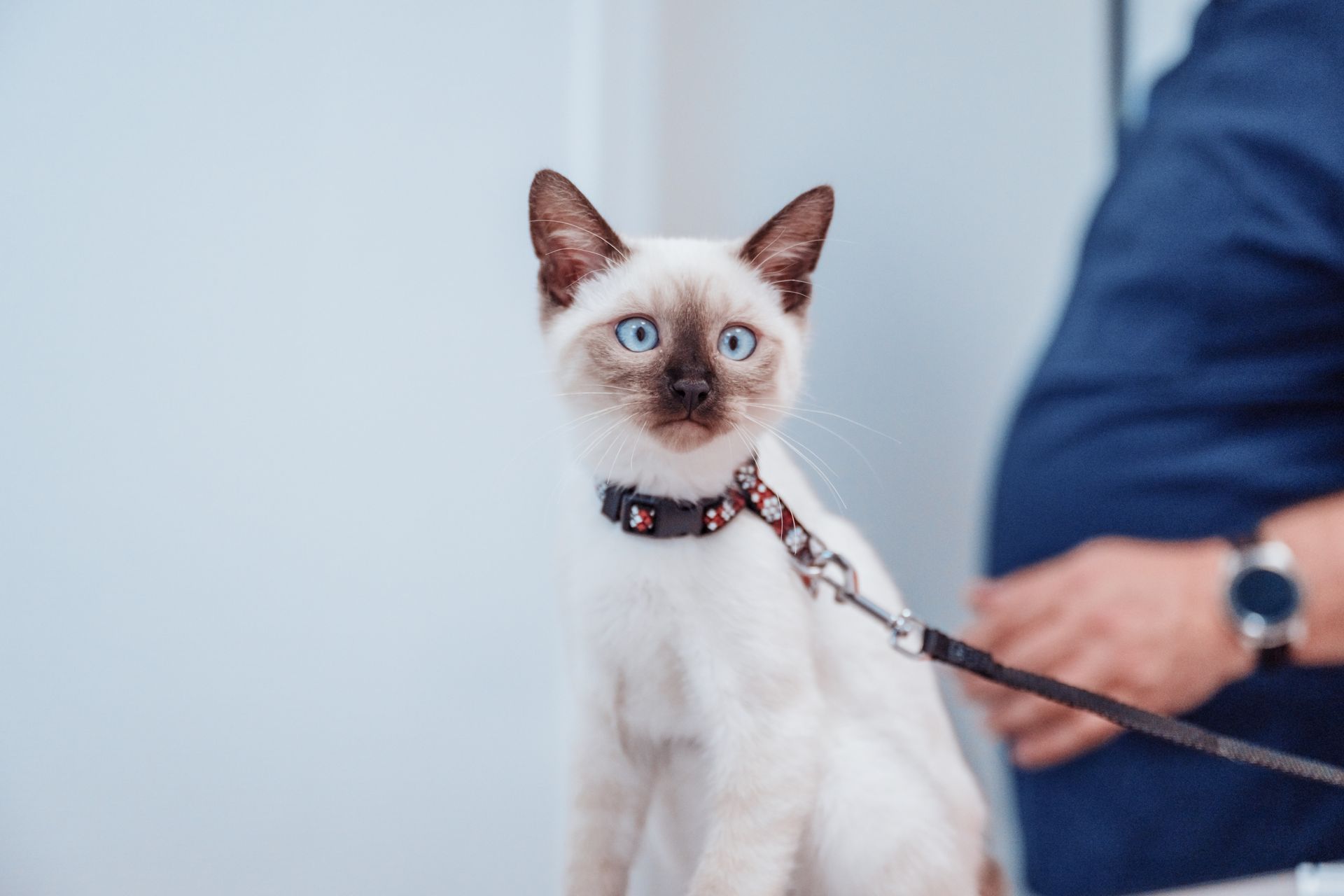 Chat siamois en laisse, aux yeux bleus et aux extrémités foncées, l'air alerte. Personne en chemise bleue visible.