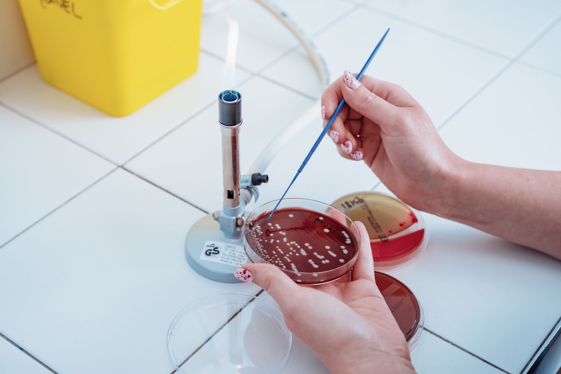 Une personne utilise une anse stérile pour ensemencer une culture bactérienne sur une boîte de Petri près d'un bec Bunsen.