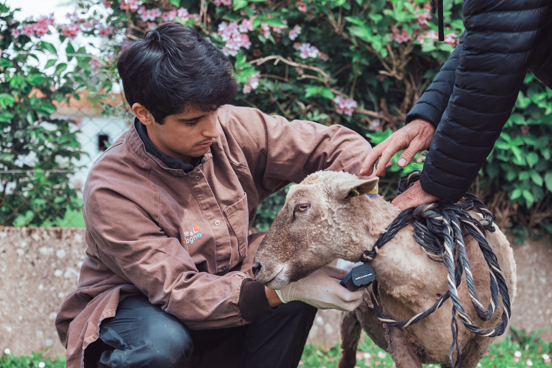 Deux personnes examinent un mouton à l'extérieur. L'une d'elles s'agenouille et touche le cou de l'animal. Le mouton porte un collier.