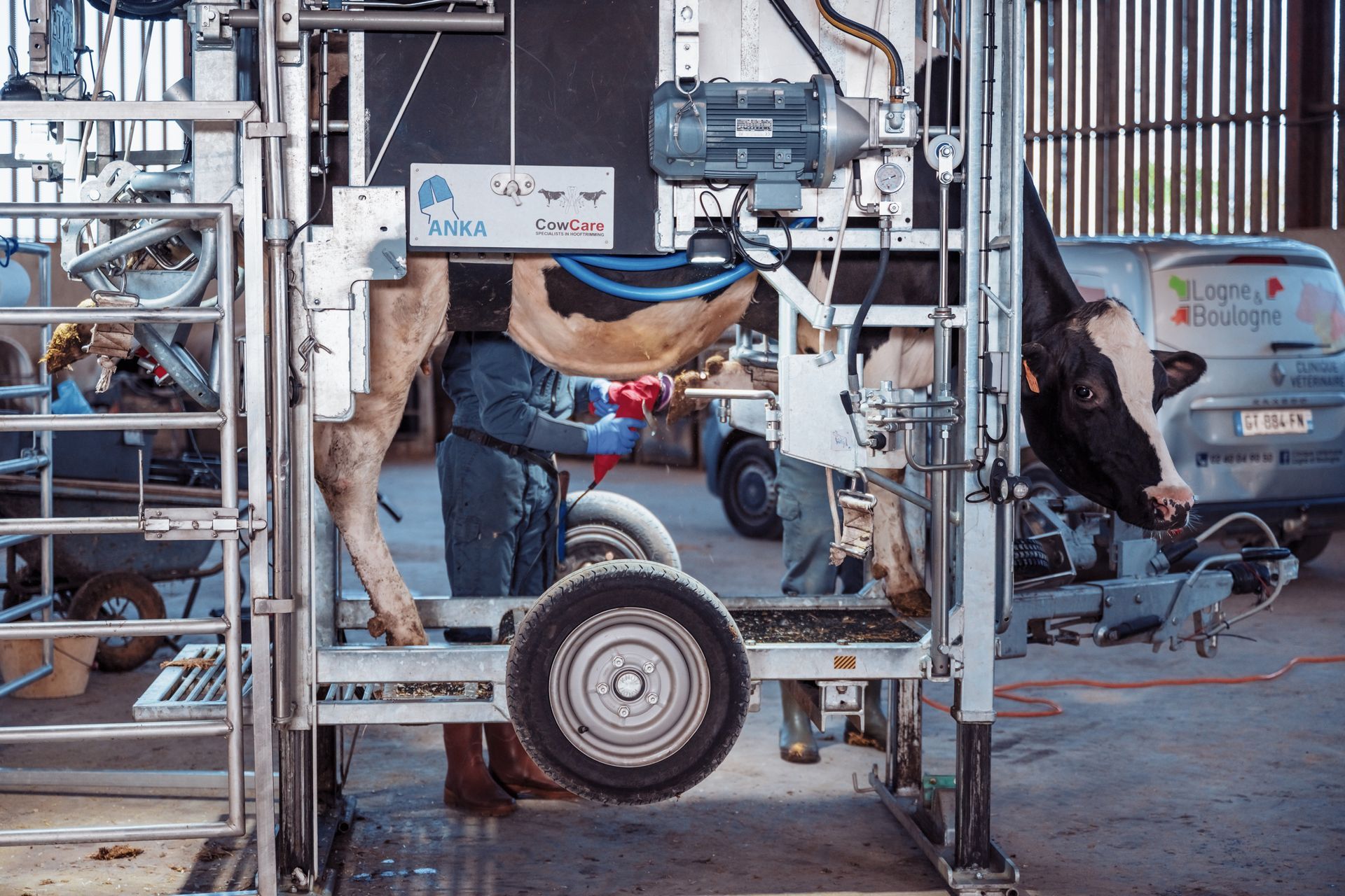 Une vache est traite mécaniquement dans une ferme. Une personne vêtue de bleu est également présente.