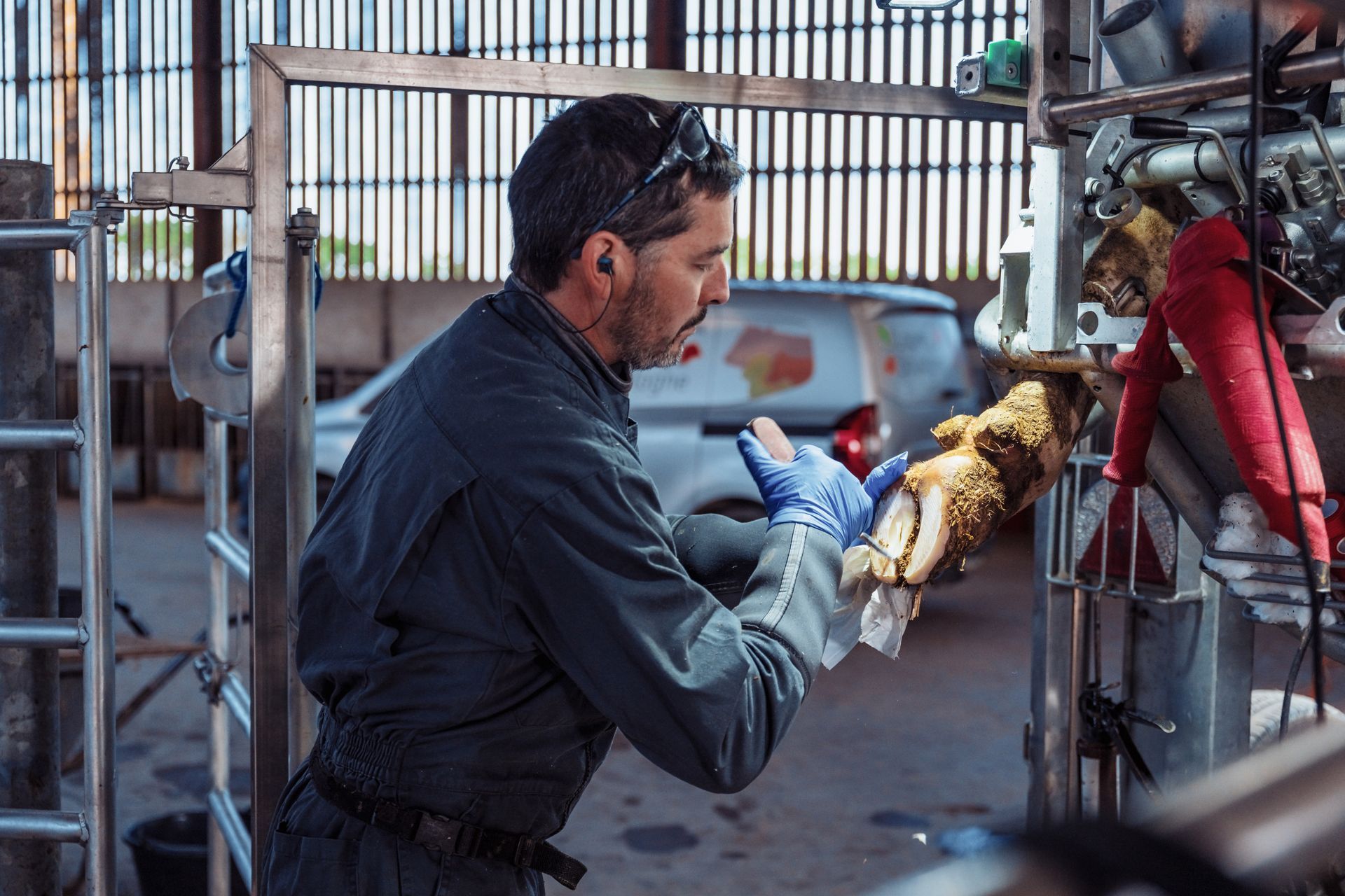 Un homme portant des gants bleus nettoie le pis d'une vache dans une étable, à l'aide d'un chiffon.