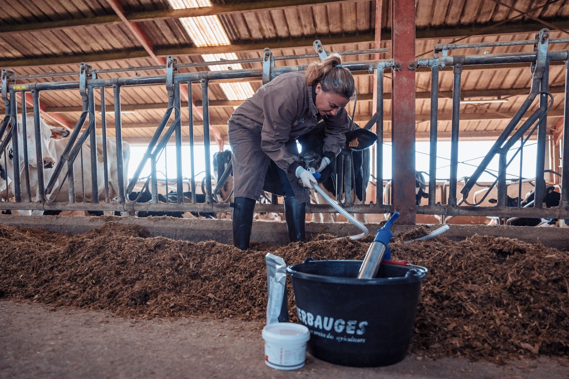 Une personne en combinaison de travail nettoie un enclos à vaches, avec des vaches en arrière-plan, dans une grange.