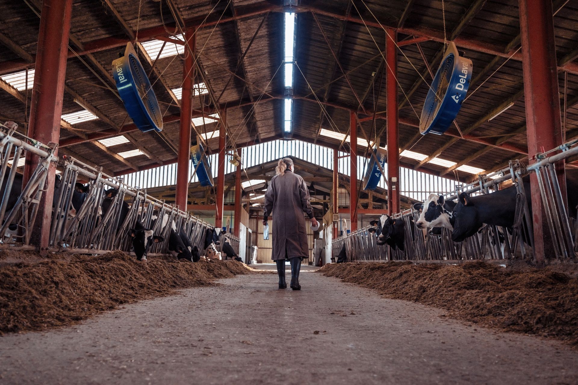 Une personne se tient dans l'allée d'une étable, entourée de rangées de vaches noires et blanches dans leurs stalles. L'intérieur de l'étable est rouge, éclairé par des lampes zénithales.