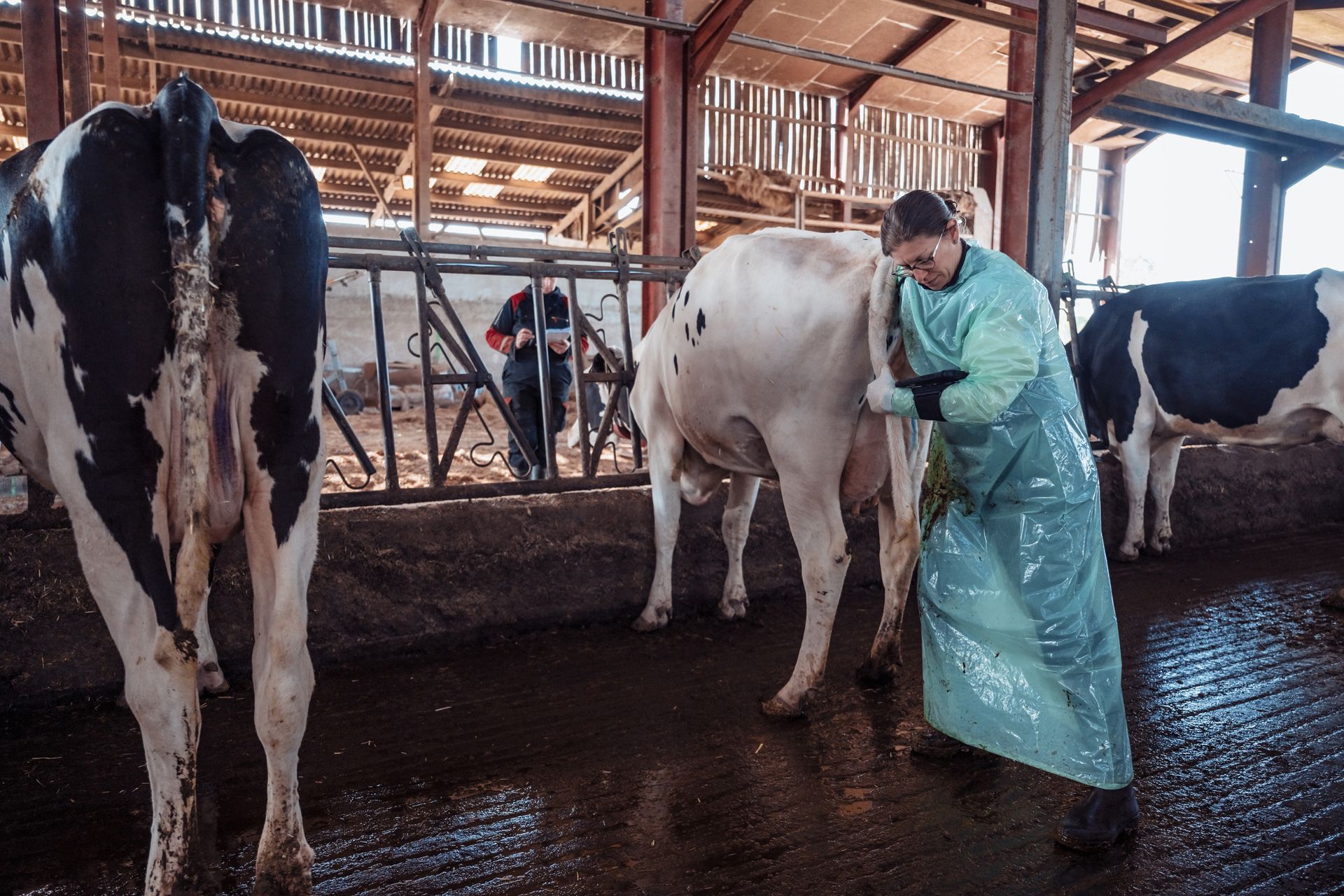 Une personne en tenue de protection examine l'arrière-train d'une vache dans une étable. D'autres vaches et une personne sont visibles en arrière-plan.