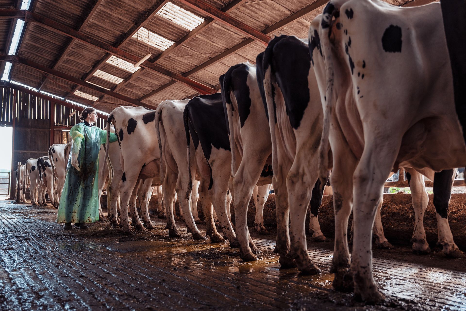Une personne en robe verte s'occupe d'un troupeau de vaches noires et blanches dans une étable.