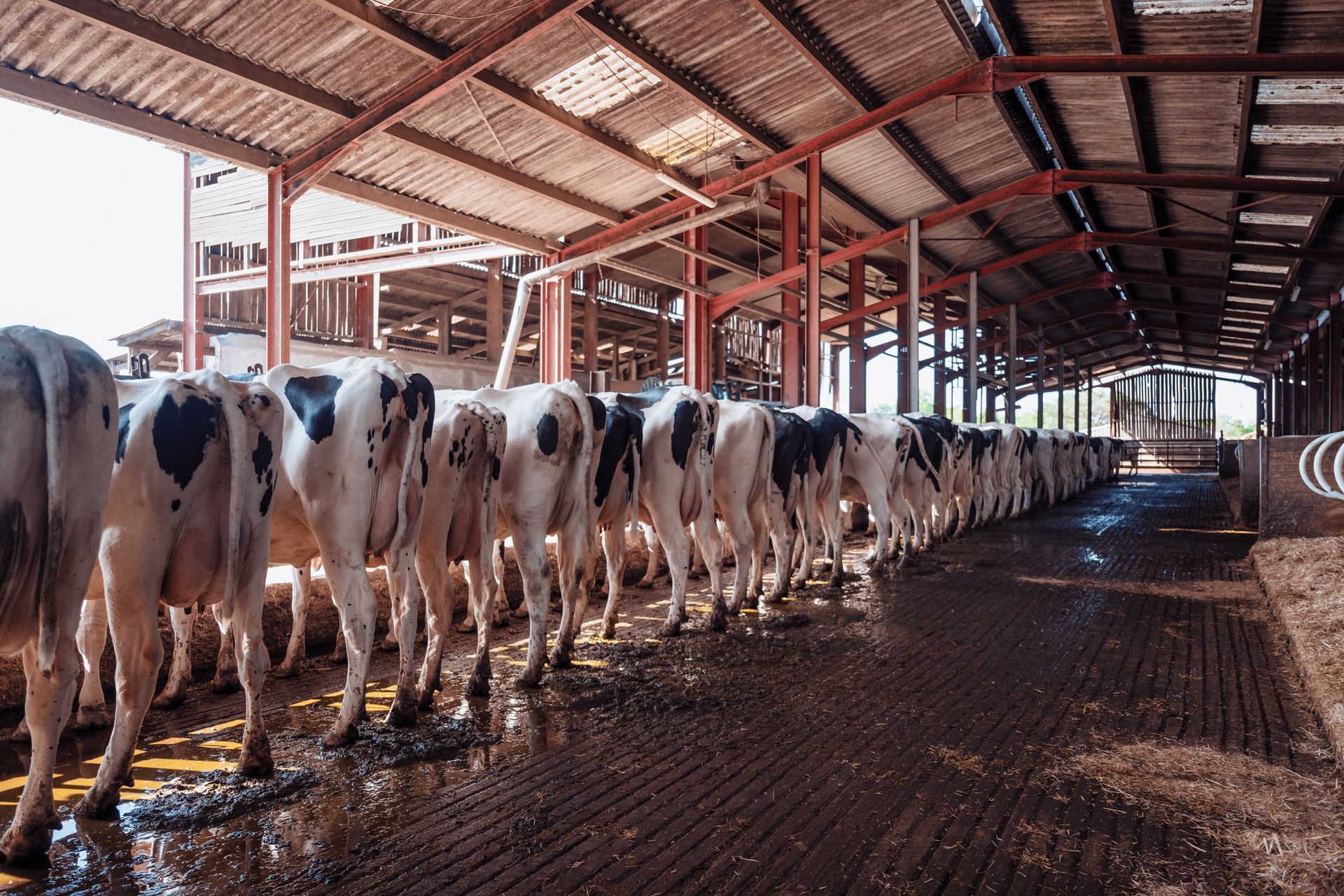 Vaches alignées dans une étable, vues de dos. L'étable a une structure métallique et un sol en béton.