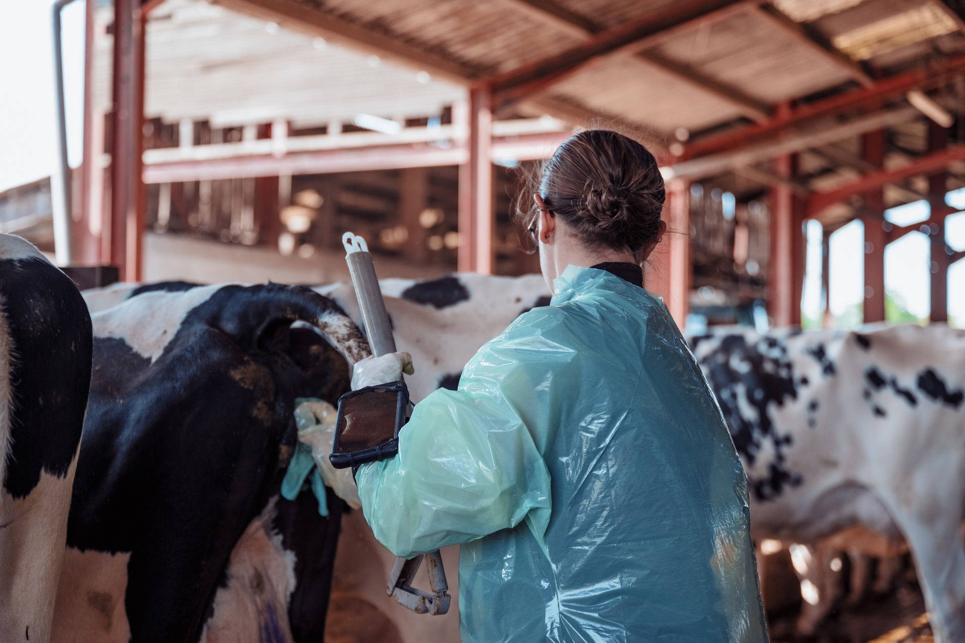 Une personne en blouse de protection examine une vache dans une étable.
