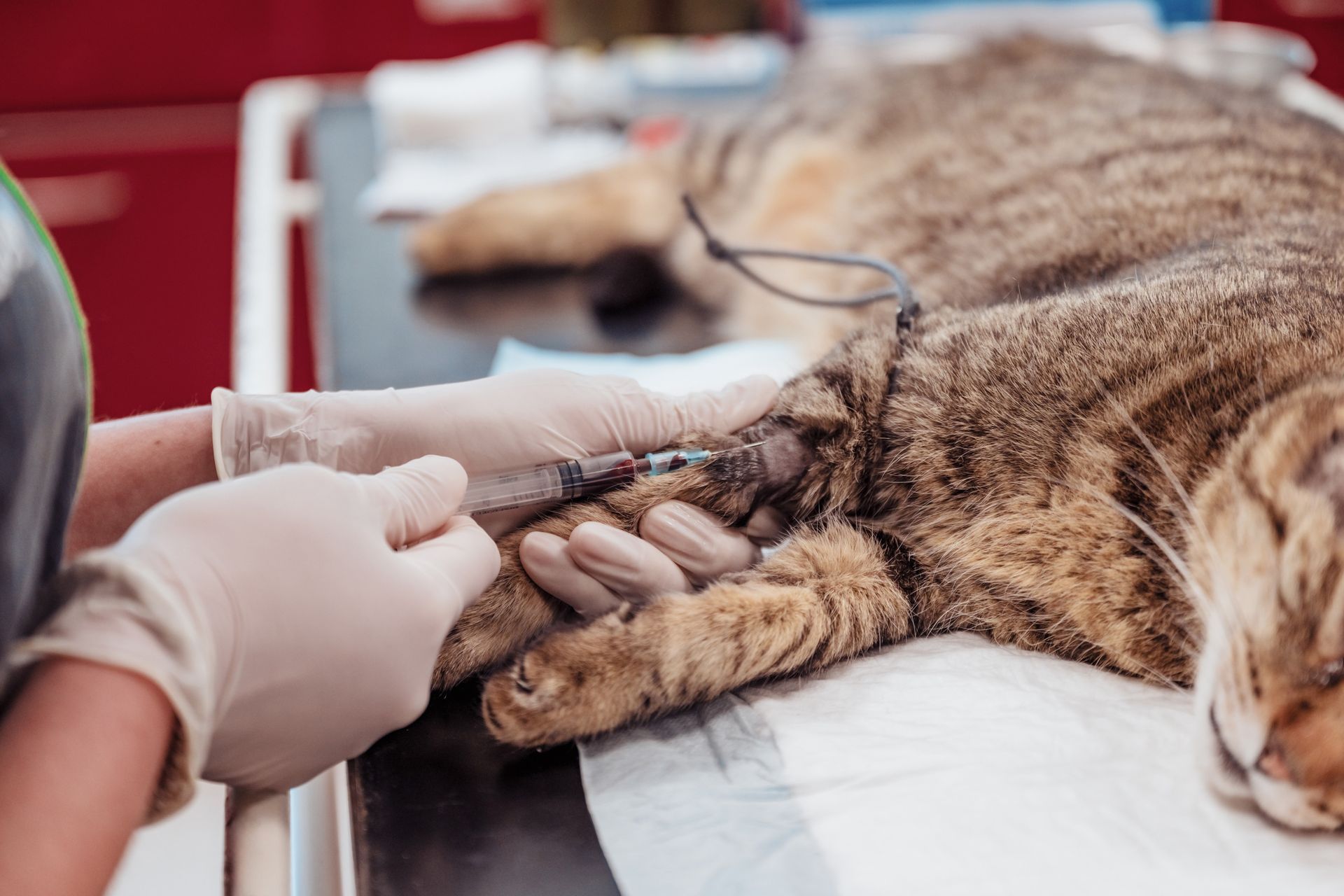 Un vétérinaire pose une perfusion intraveineuse à la patte d'un chat. L'animal est allongé sur une table d'examen, sur un matelas stérile.