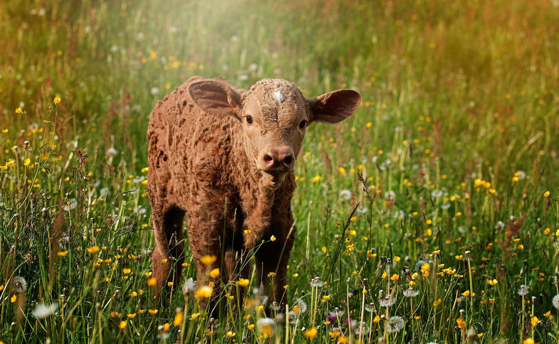 Veau brun debout dans un champ d'herbe verte et de fleurs sauvages jaunes.