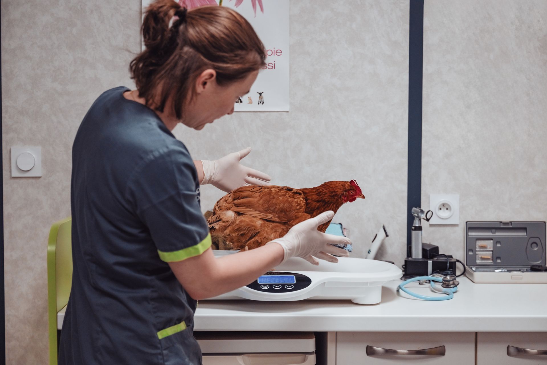Dans une salle d'examen, un vétérinaire en blouse bleue pèse un poulet brun sur une balance blanche.